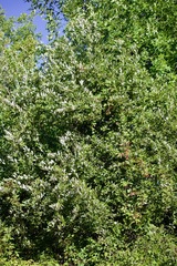 Salix discolor