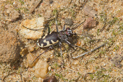 Cicindela formosa