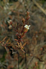 Pimelea suteri