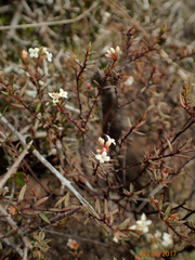 Pimelea suteri