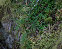 Selaginella douglasii