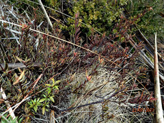 Pimelea suteri
