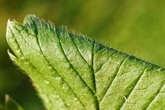Fragaria moschata