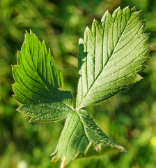 Fragaria moschata