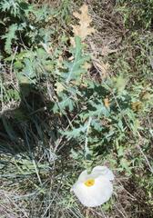 Argemone polyanthemos