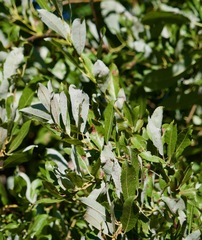 Salix discolor