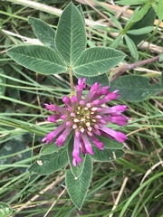 Trifolium medium