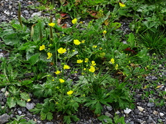 Ranunculus acris acris