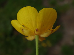 Ranunculus acris acris