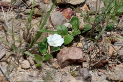Evolvulus prostratus