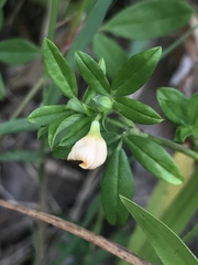 Stylosanthes biflora