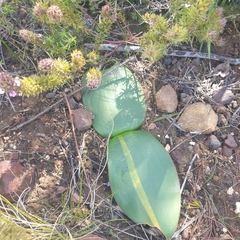 Brunsvigia marginata
