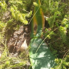 Brunsvigia marginata