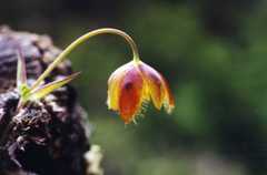Calochortus spatulatus
