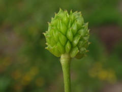 Ranunculus acris acris