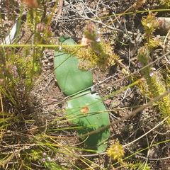 Brunsvigia marginata