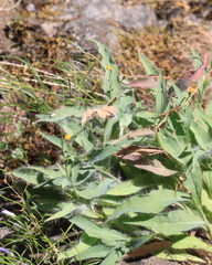 Hieracium longiberbe