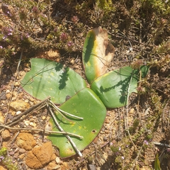 Brunsvigia marginata