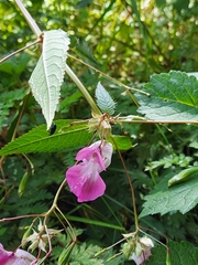 Impatiens glandulifera