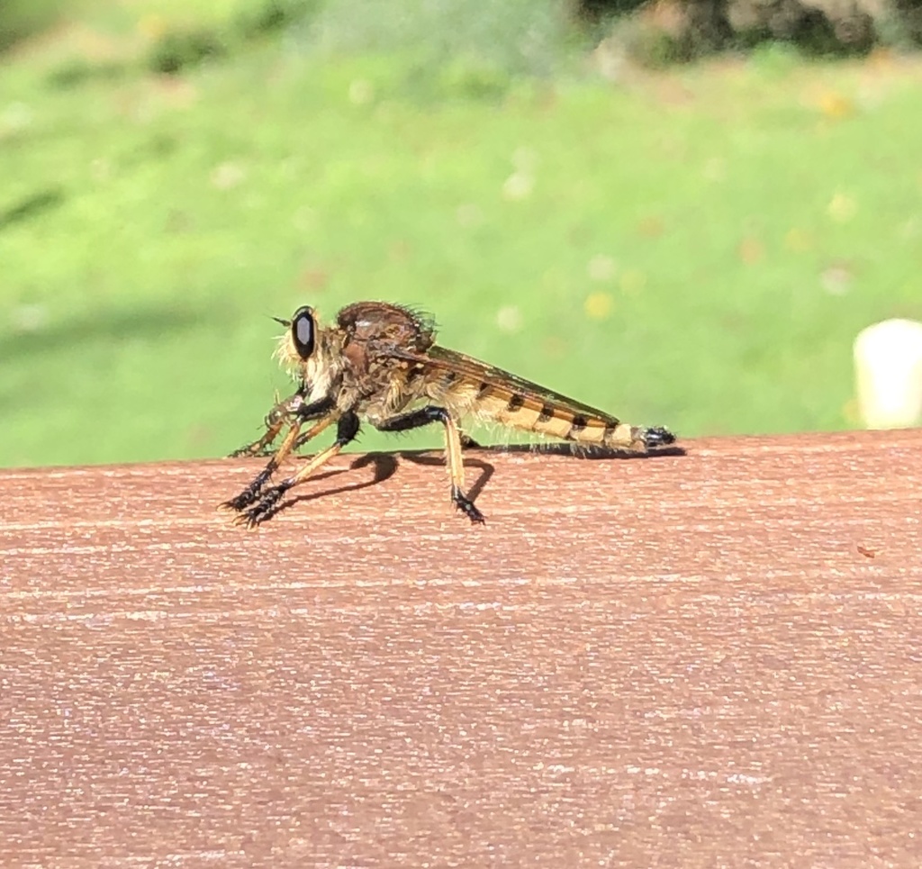 Redfooted Cannibal Fly from Putnam Rd, Forest Hill, MD, US on August