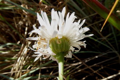 Erigeron caespitosus