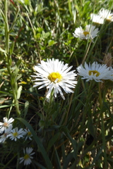 Erigeron caespitosus