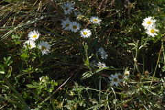 Erigeron caespitosus