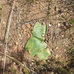 Brunsvigia marginata