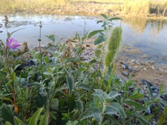 Mentha longifolia asiatica