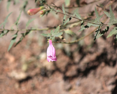 Penstemon richardsonii