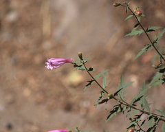 Penstemon richardsonii
