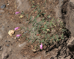 Penstemon richardsonii