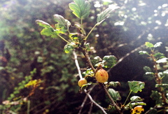 Ribes aciculare