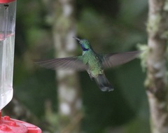 Colibri