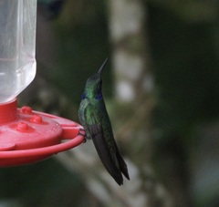 Colibri