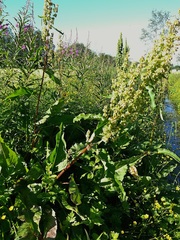 Rumex aquaticus
