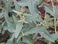 Atriplex oblongifolia