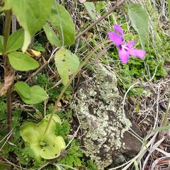 Pinguicula moranensis