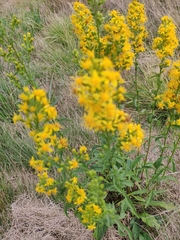 Solidago virgaurea virgaurea