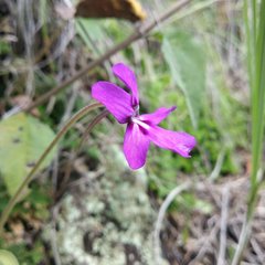 Pinguicula moranensis
