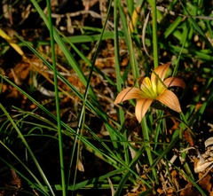 Romulea hirsuta cuprea