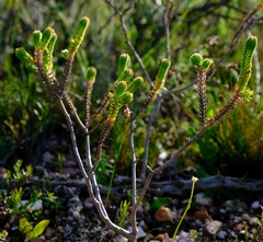 Crassula ericoides