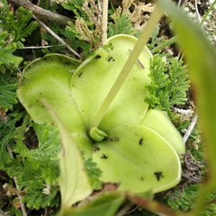 Pinguicula moranensis