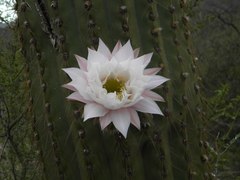 Trichocereus terscheckii