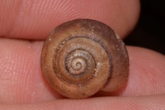 Ponderconcha murphyi