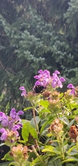 Bombus