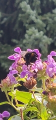 Bombus