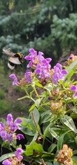 Bombus