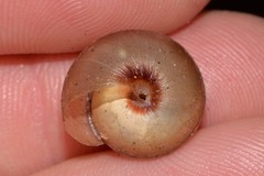 Ponderconcha murphyi