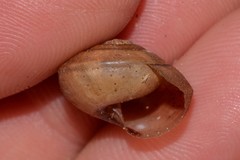 Ponderconcha murphyi